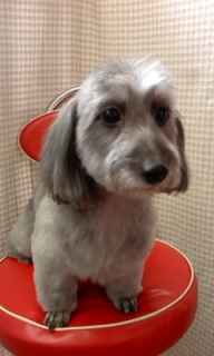 �V���R�������