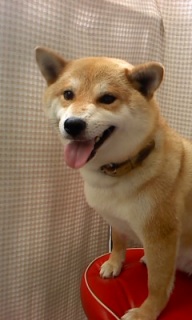 �䂫�����