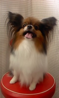 �p�s�����