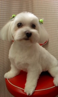 �ށX�ۂ���