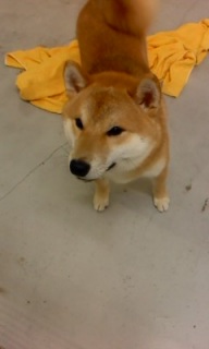 ��イ����